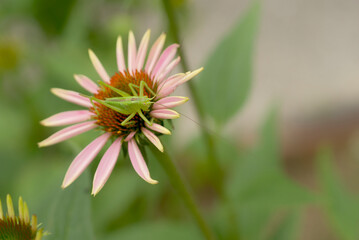 ハニーサックルとバッタ