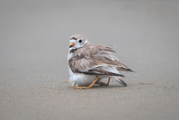 Piping plover babies hide under their mother's wings