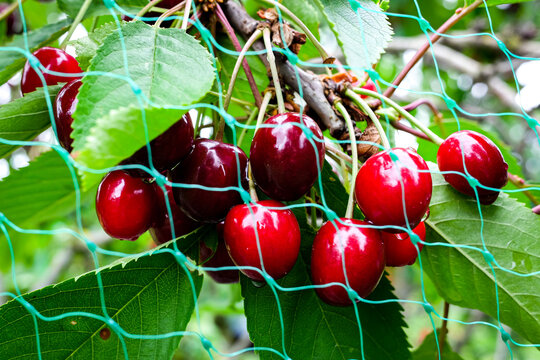 Ripe cherries on the cherry tree with protective netting to keep birds from eating the fruit