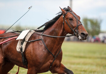 Obraz premium Race horse at the racetrack