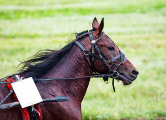 Race horse at the racetrack