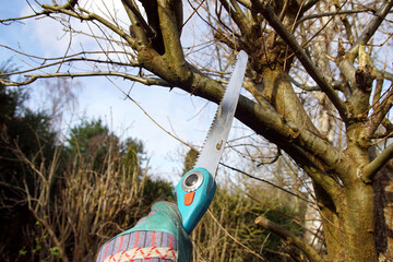 Pruning an young oak with a folding pruning saw in the winter in the Netherlands. Bergen, February...