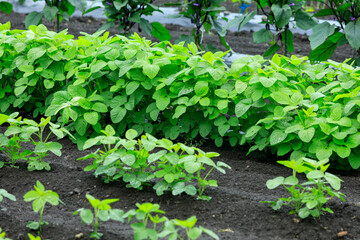 畑の農作物　食材