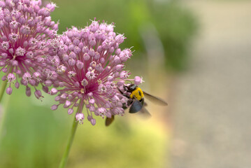 にんにくの花と蜂