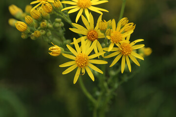Wildflowers on a blurred green meadow background