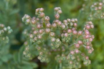 small flower buds succulents roses on a blurry green background