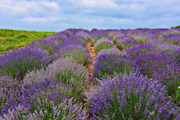 Naklejka na ściany i meble field of lavender