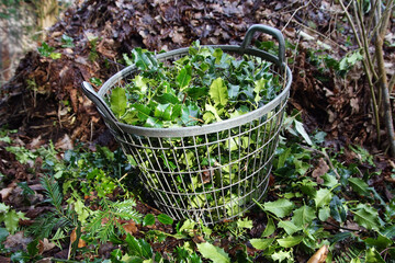 Galvanized metal large harvest basket used for holly pruning waste with the compost pile in the...