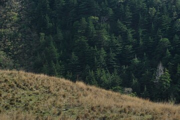 pine trees in the mountains