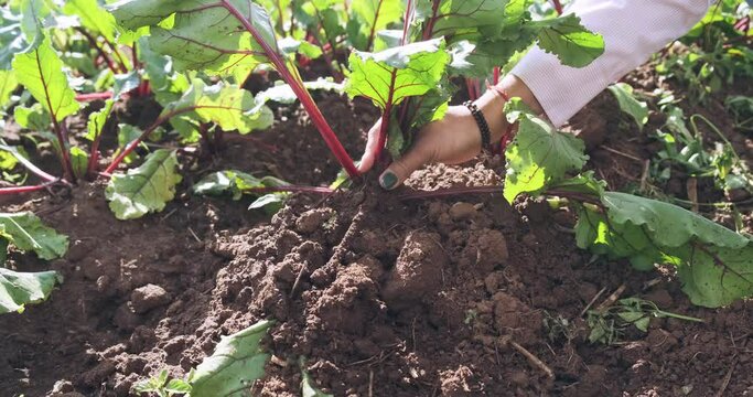 Closeup of a hand plucking a beet from the ground. 4K.