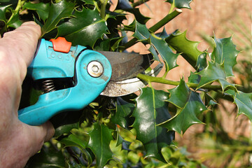 Pruning holly with a secateurs. Bergen, The Netherlands, February 14, 2020.   
