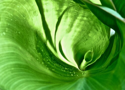 large green leaves of Canna with drops