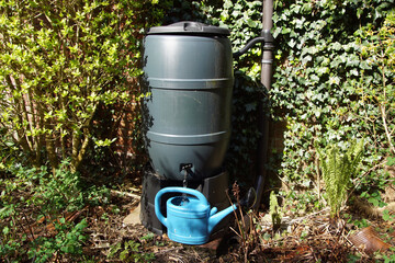 A green rain barrel in front of an ivy wall with a blue watering can, being filled with water....