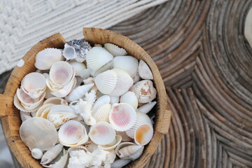 
bucket with a sea shells 