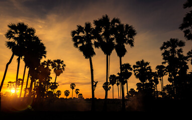 Silhouette  sugar palm trees and farmer climbing sugar palm tree to syrup harvesting by used flashlight  find with beautiful sunset sky.