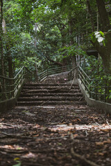 wooden bridge in the forest