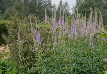 Summer Flowering Veronicastrum virginicum 'Album' (Culver's Root) Growing in a Herbaceous Border in a Country Cottage Garden in Rural Devon, England, UK