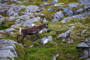 Reindeer on the mountain Seterfjellet in Velfjord, Northern Norway