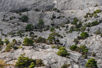Small trees grow on mountain cliffs. Colorful landscape. Nature background