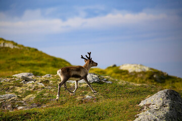 Naklejka na ściany i meble Reindeer on the mountain Seterfjellet in Velfjord, Northern Norway