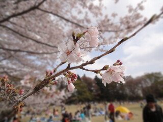 お花見ピクニック ｰ Cherry-blossom viewing