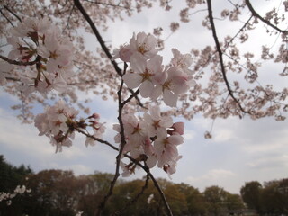 お花見ピクニック ｰ Cherry-blossom viewing