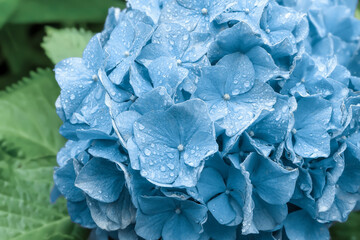Obraz premium 雨上がりの紫陽花 Hydrangea