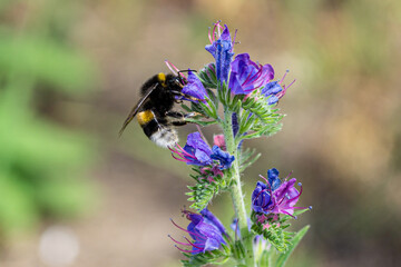 bee on flower