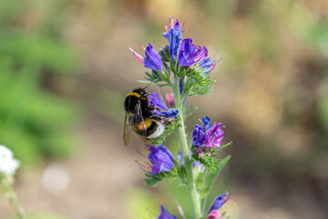 bee on a flower in closeup