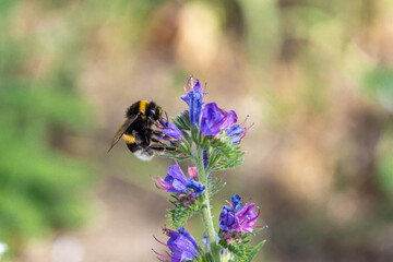 bee on a flower