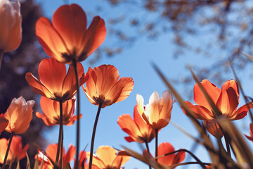 Spring tulips in the park