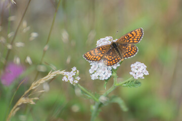 A butterfly named (Melitaea phoebe) is the largest Melitaea of the old world