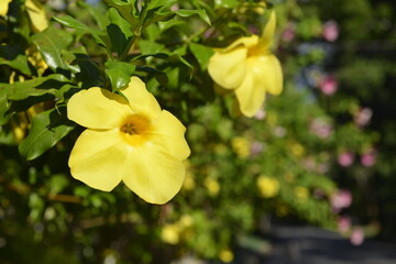 Fresh yellow flower in the morning with nature background