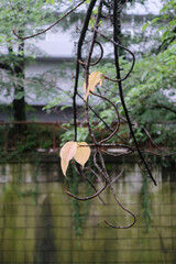 Naklejka premium 黄色い葉