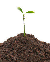Heap of soil and plant on white background