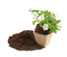 Soil and plant on white background