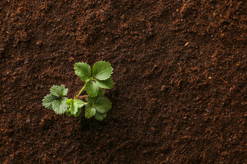 Plant growing in soil outdoors