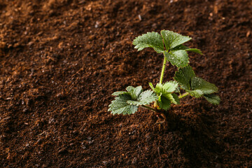 Plant growing in soil outdoors