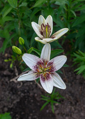 a fragment of a white lily flower on a blurred background, summer garden