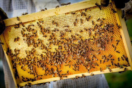 Bees On Honeycomb In Apiary