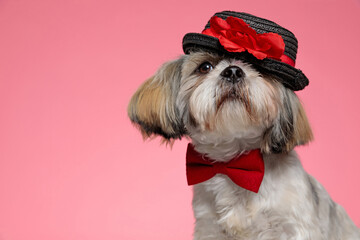 shy shih tzu puppy wearing red bowtie and hat