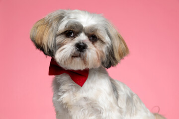 adorable shih tzu dog wearing red bowtie