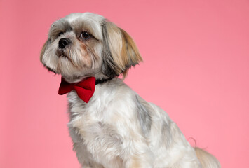 cute shih tzu puppy looking to side and wearing red bowtie