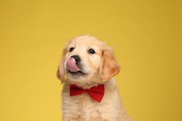 cute labrador retriever puppy licking nose and looking up