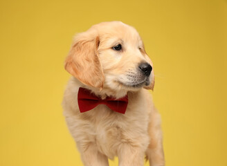 elegant labrador retriever pup wearing bowtie and looking to side