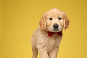cute golden retriever dog wearing red bowtie