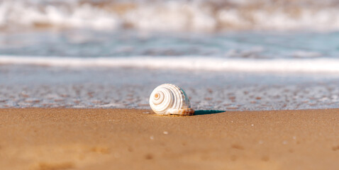 A Sea shell on a golden sandy beach close to crystal clear sea in Antalya.