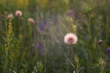 A green meadow in full bloom in the summer twilight with a white fluffy dandelion in the foreground