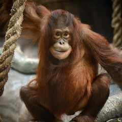 orangutan