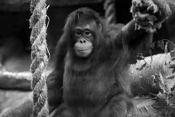 orangutan © AUFORT Jérome